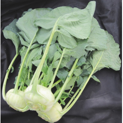 Kalarepa Solares 2500 nasion ST